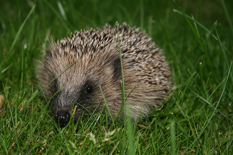 800px-european_hedgehog_erinaceus_europaeus.jpg